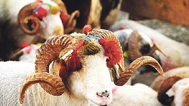 kurban s3E9 cover.jpg