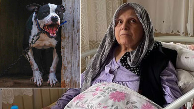 pitbull davasi