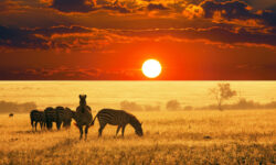 afrika kitasi