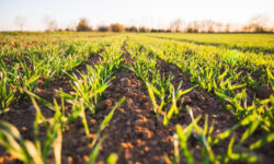 formation agriculture