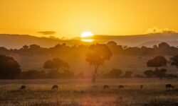 maasai mara