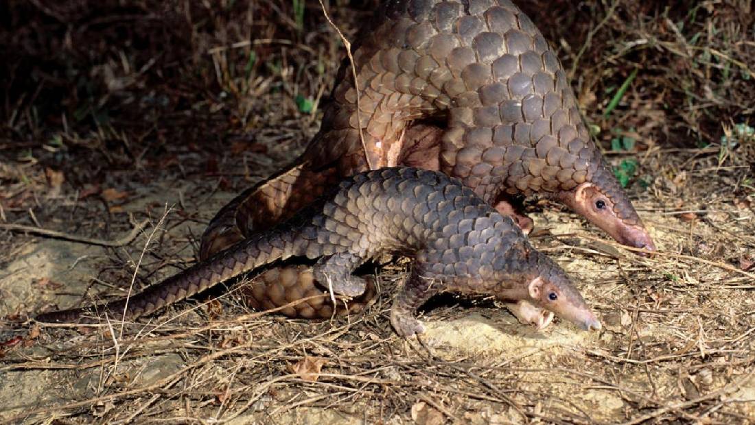 pangolin